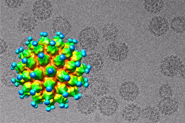 How VLP Structural Insights from Cryo-TEM Helped Characterize the GARDASIL®  Vaccine
