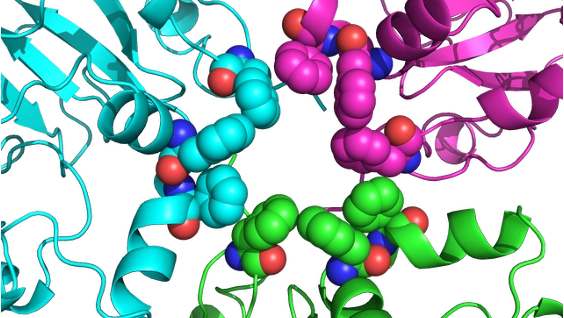Cryo-EM Structure of CYP3A4: Unliganded and Substrate-Bound