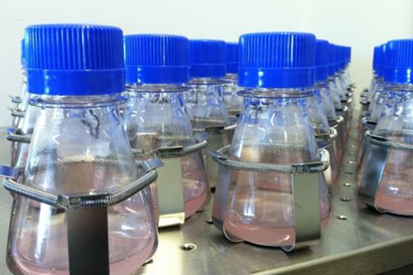 Small-Scale Expression Optimization for Recombinant Protein Production