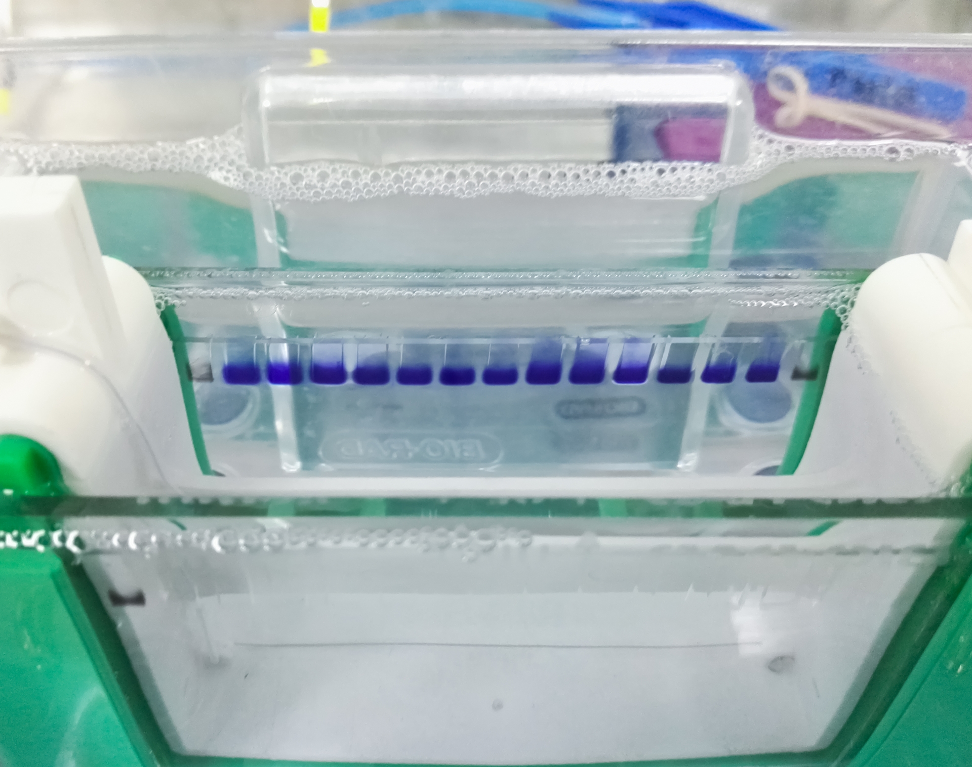 Recombinant Protein Quality: Methods for Analysis and Characterization