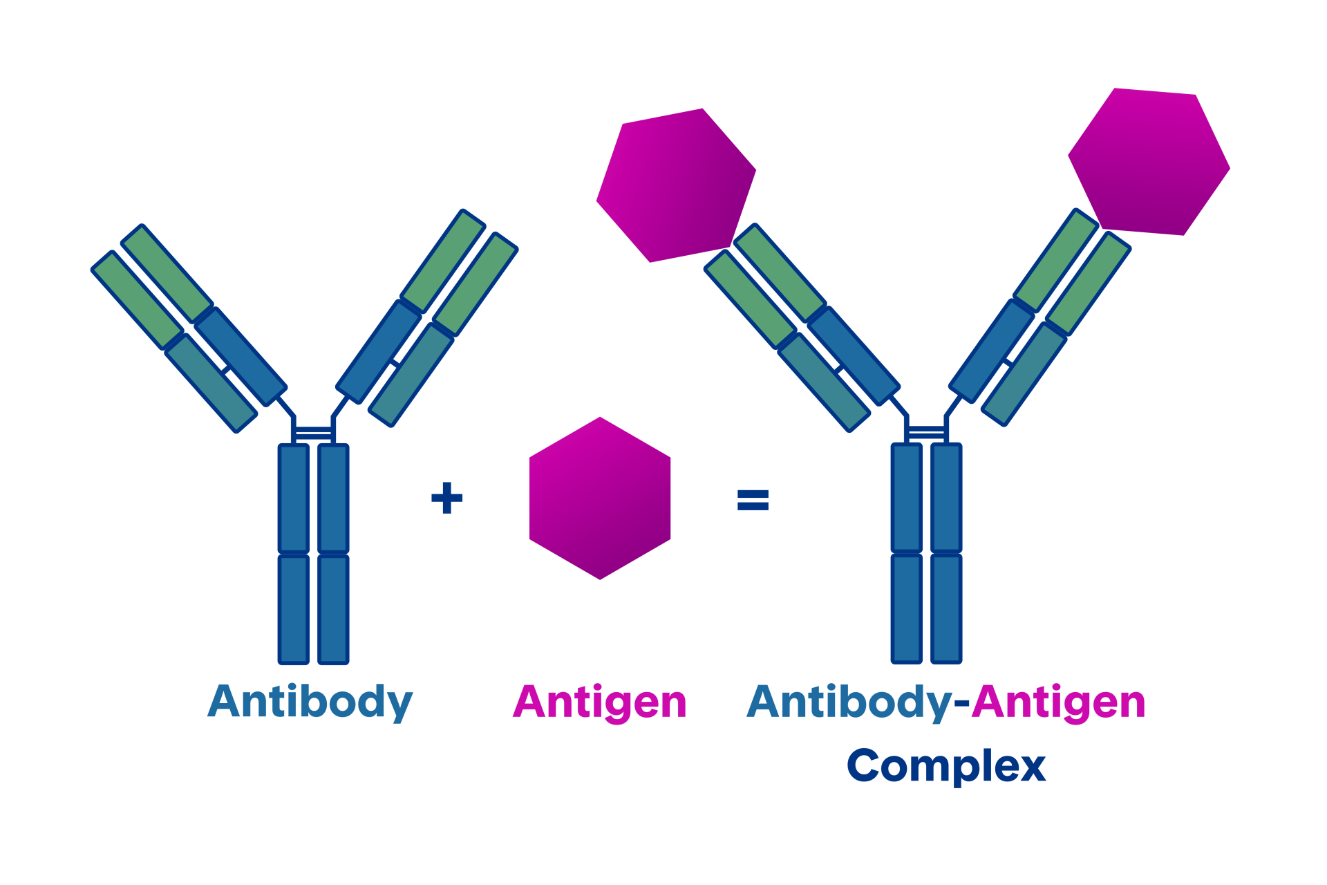 Diagram showing formation of an antibody-antigen complex