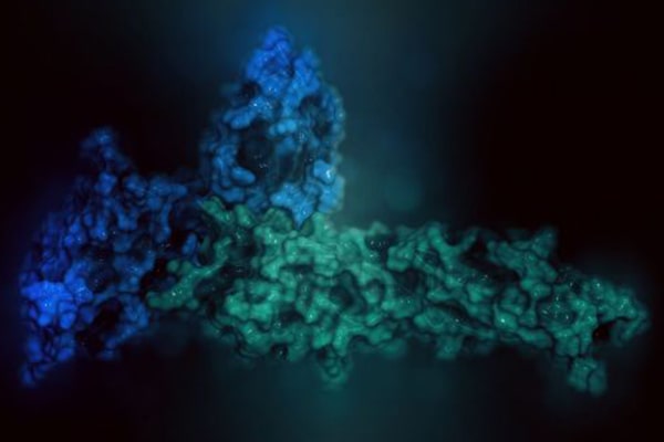 Molecular representation of an Fc fusion protein