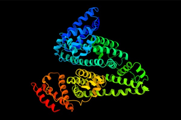 Multicolor molecular ribbon structure used to illustrate fusion protein placement