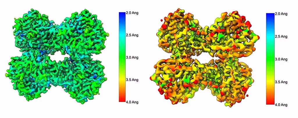 Local-resolution maps comparing beta-amylase prepared with fluorinated foscholine 8 and CHAPSO
