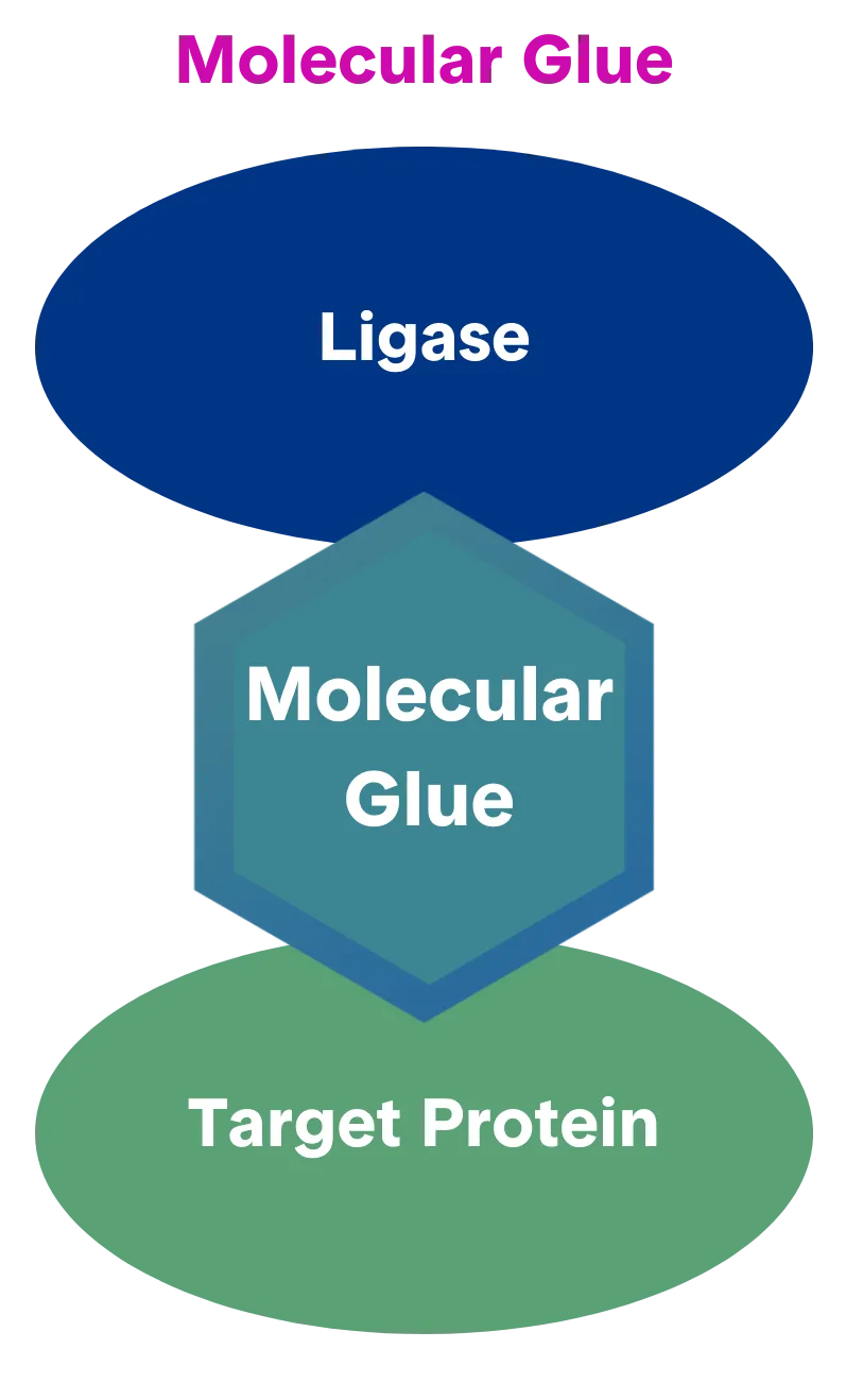 Molecular glue promoting an interaction between a ligase and target protein