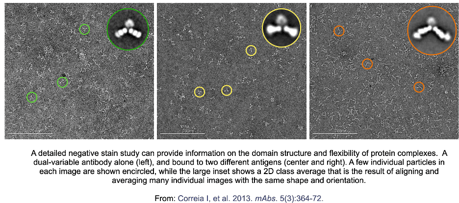 Negative-stain images and 2D class averages of an antibody alone and bound to different antigens