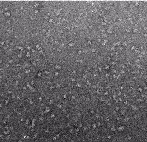 Negative-stain electron micrograph of protein particles prepared for sample assessment