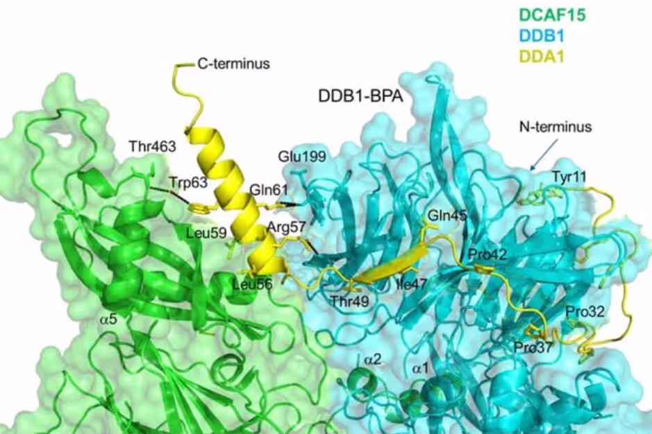 Structural view of a DCAF15-DDB1-DDA1 degrader-associated complex with labeled interface residues