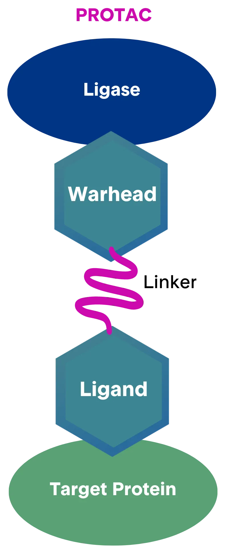 PROTAC architecture with ligase-binding warhead, linker, target-binding ligand, and target protein