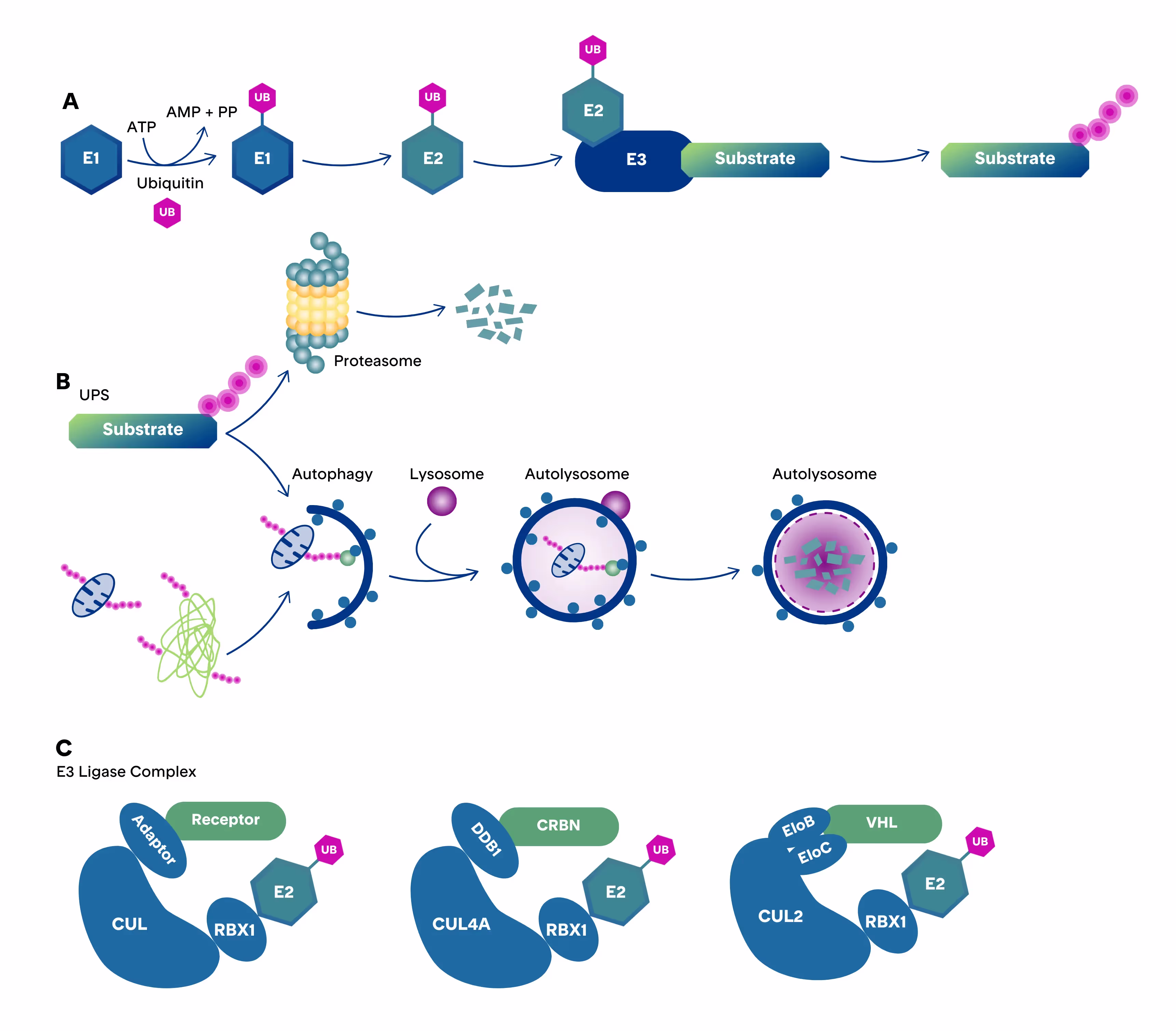 Native protein degradation pathways showing ubiquitination, the proteasome, autophagy, and Cullin-RING E3 ligases