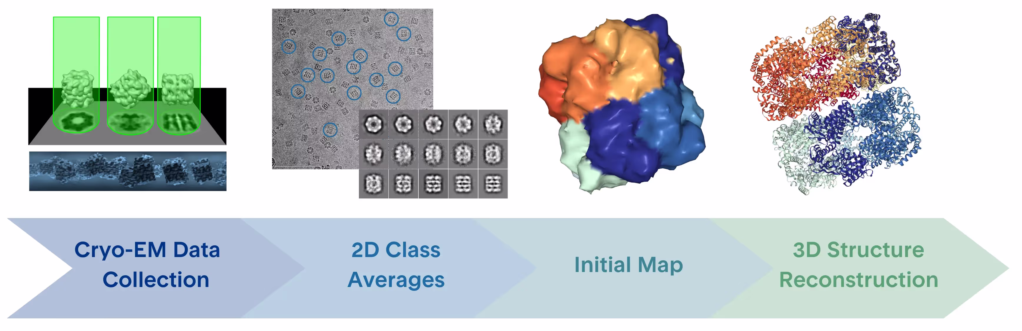 Cryo-EM epitope-mapping workflow from data collection through 2D classes, initial map, and 3D reconstruction