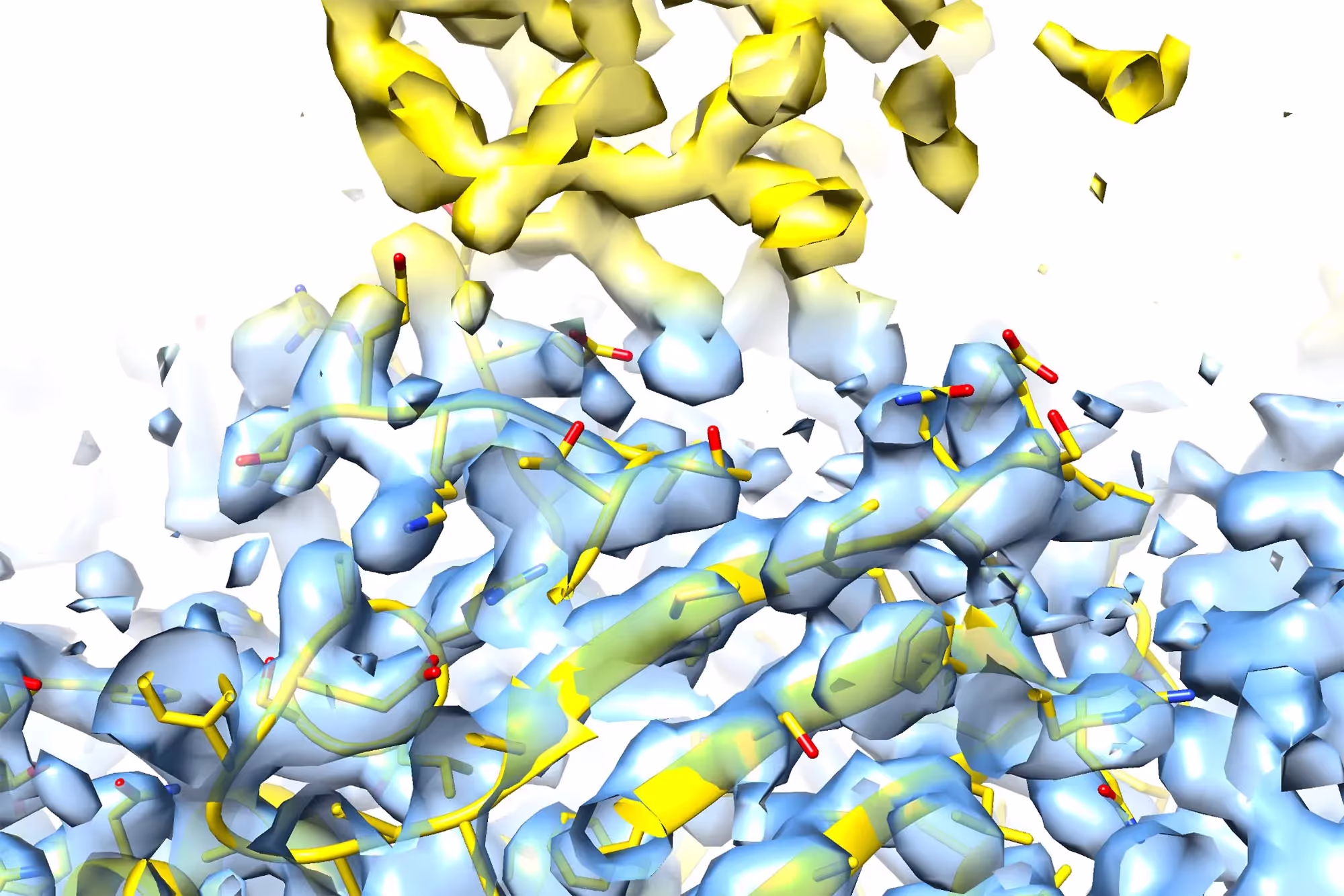 Cryo-EM density and atomic model at an antibody-antigen interface