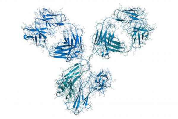 Recombinant antibody structure representing sequence-defined antibody production