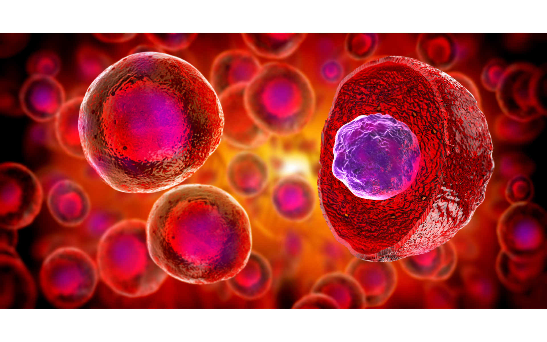 Cultured cells representing eukaryotic recombinant protein expression systems