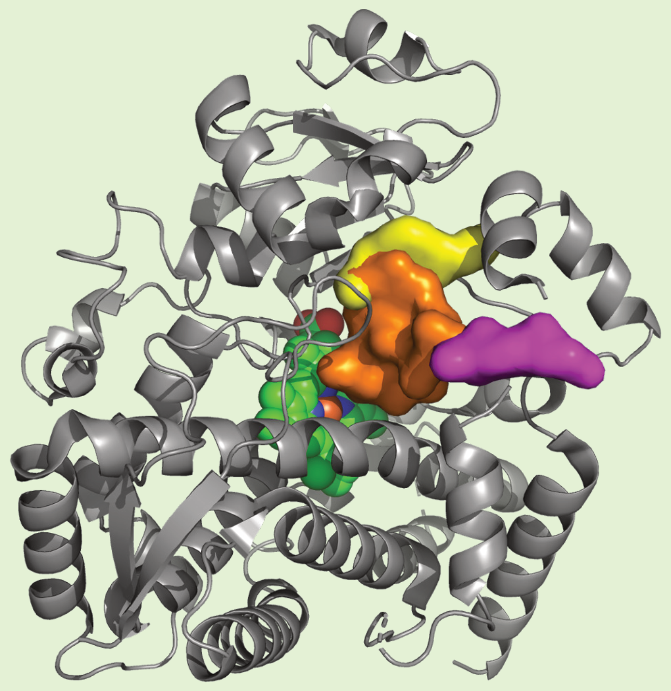 CYP3A4 structure showing the active region, substrate access channel, peripheral site, and heme