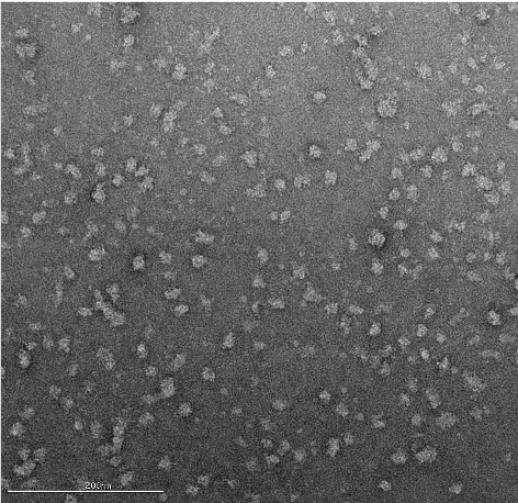 Negative Stain Before Cryo-EM: When to Screen and When to Skip It