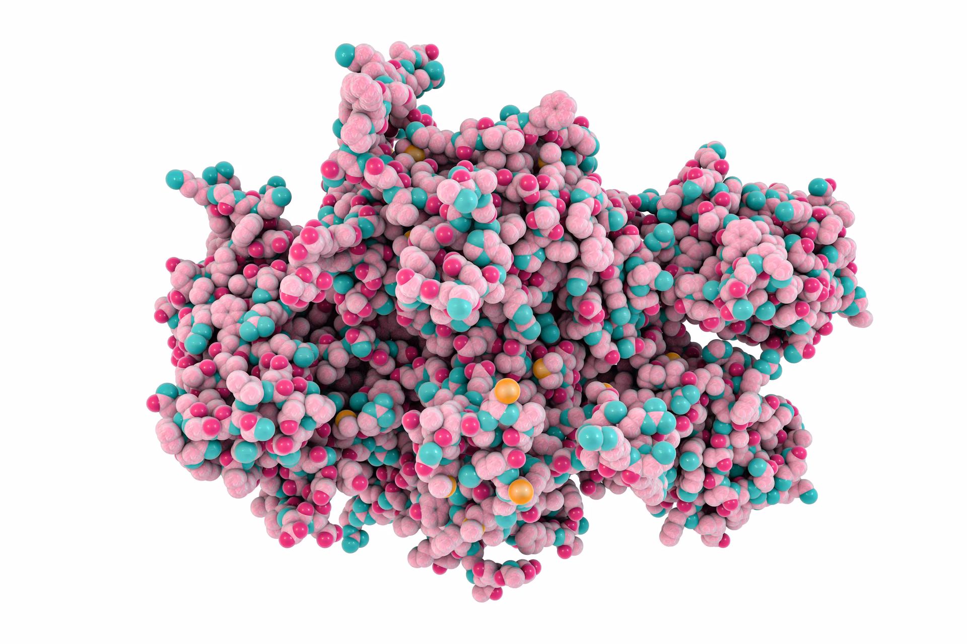 Molecular surface model illustrating a recombinant protein construct
