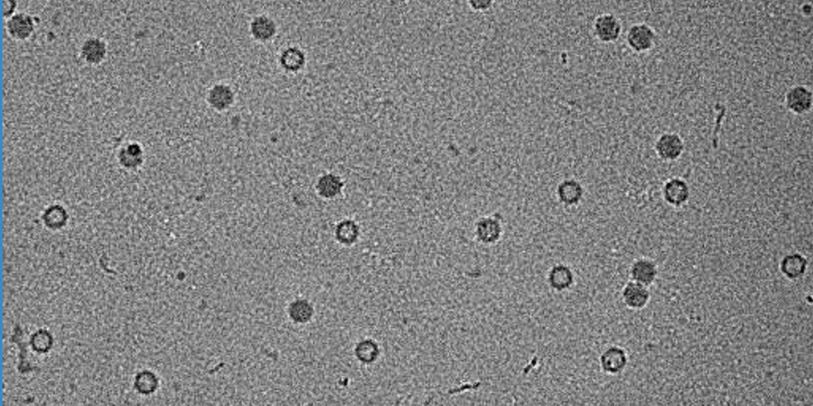 Cryo-TEM Characterization of AAV Capsid Ratios