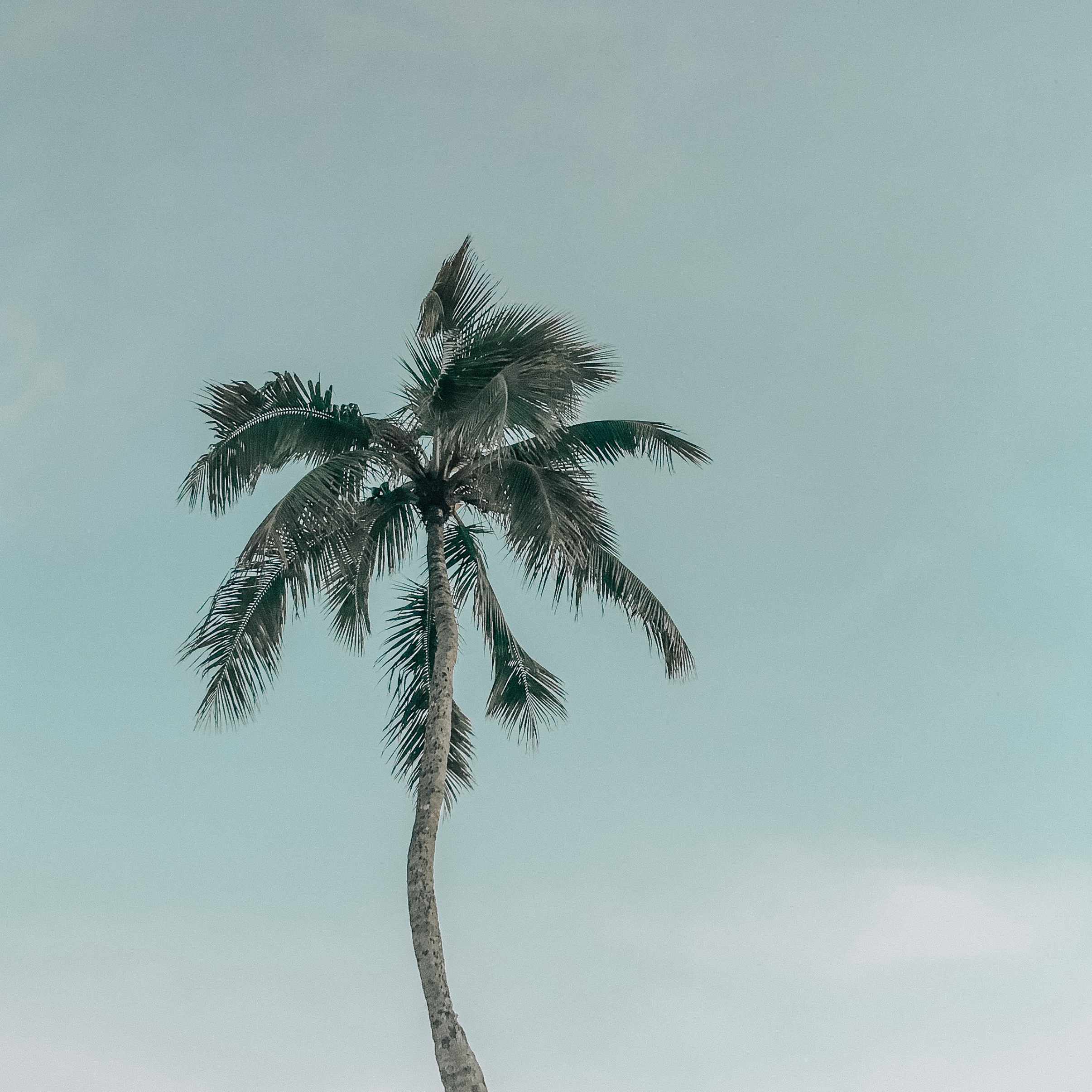 Tall palm tree with green fronds against a pale blue sky.