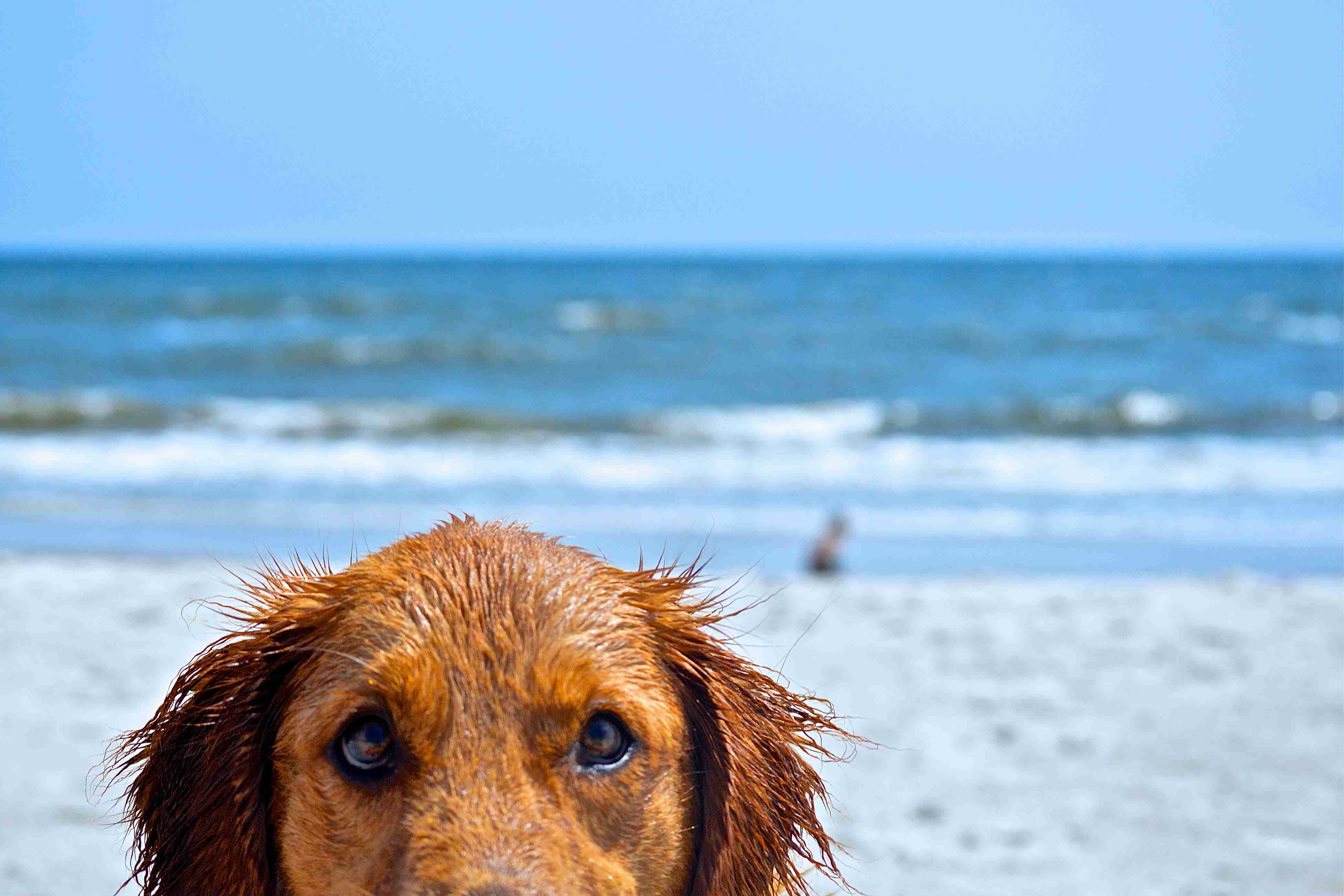 Close-up of a wet golden retriever's face on a sandy beach with ocean and waves in the background.