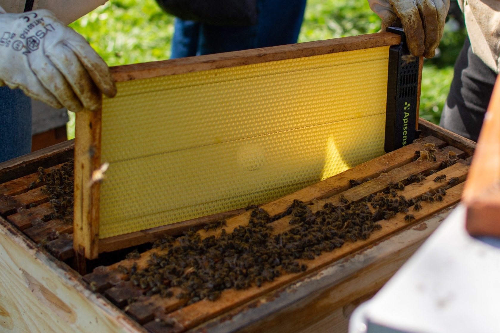 Beekeeper lifting a comb frame with an Apisense VitalSensor attached, above an open hive full of bees
