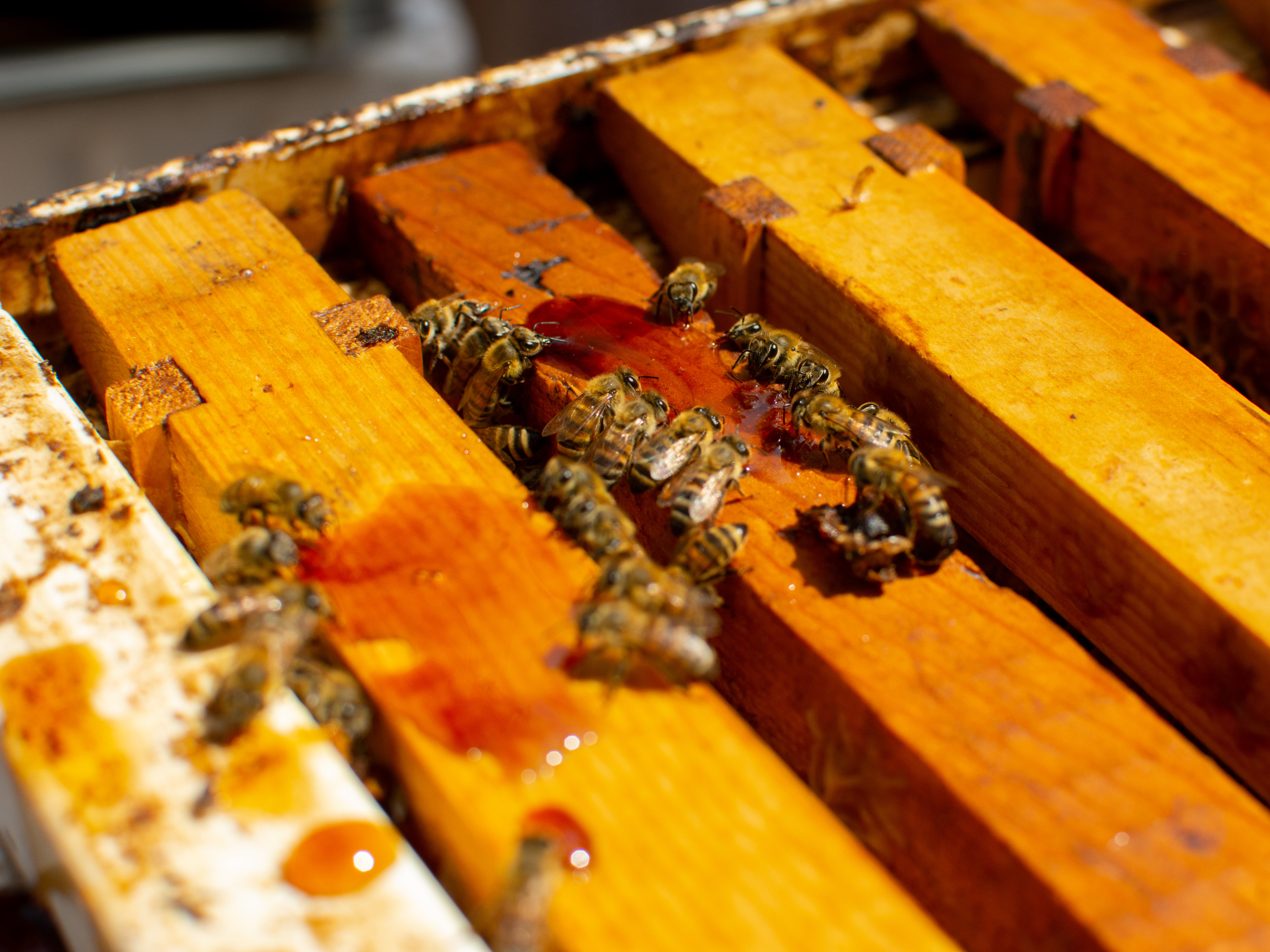Honey bees on the top bars of an open hive with drops of honey