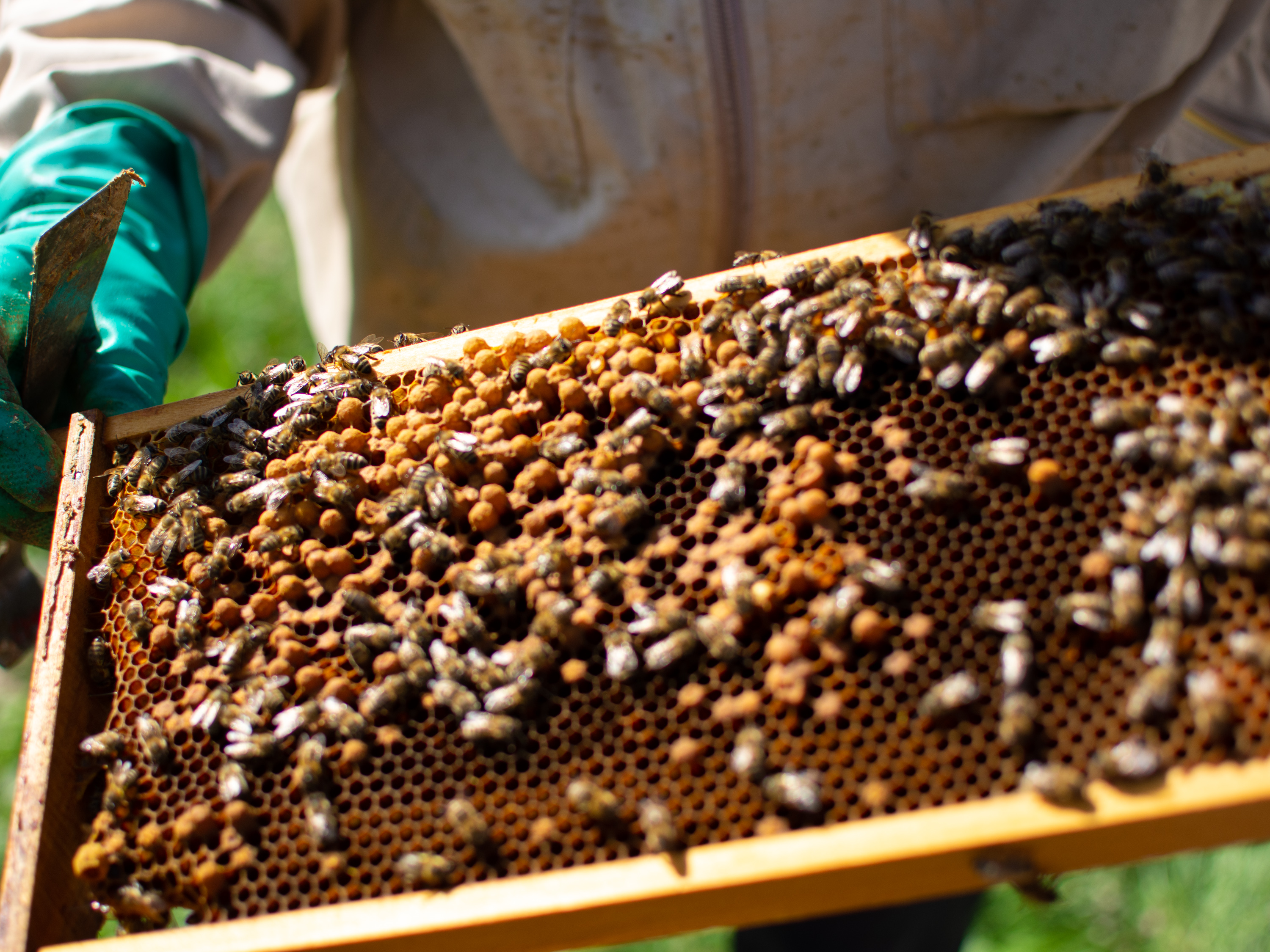 Beekeeper holding a comb frame with pollen stores and honey bees