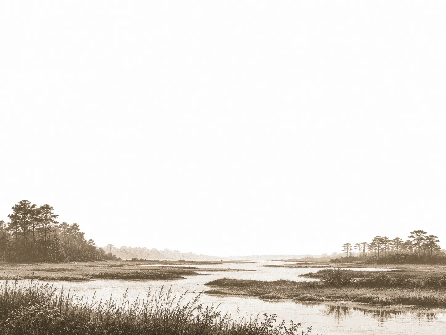Gravure sépia : un marais littoral parcouru de chenaux, pins clairsemés sur les rives.