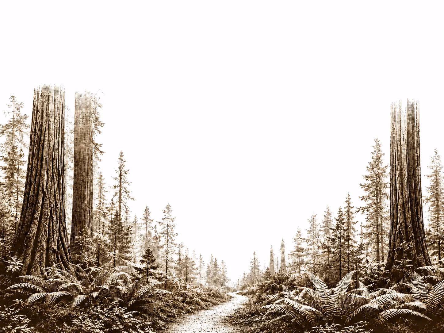 Gravure sépia : un chemin forestier entre de grands séquoias, fougères au premier plan.