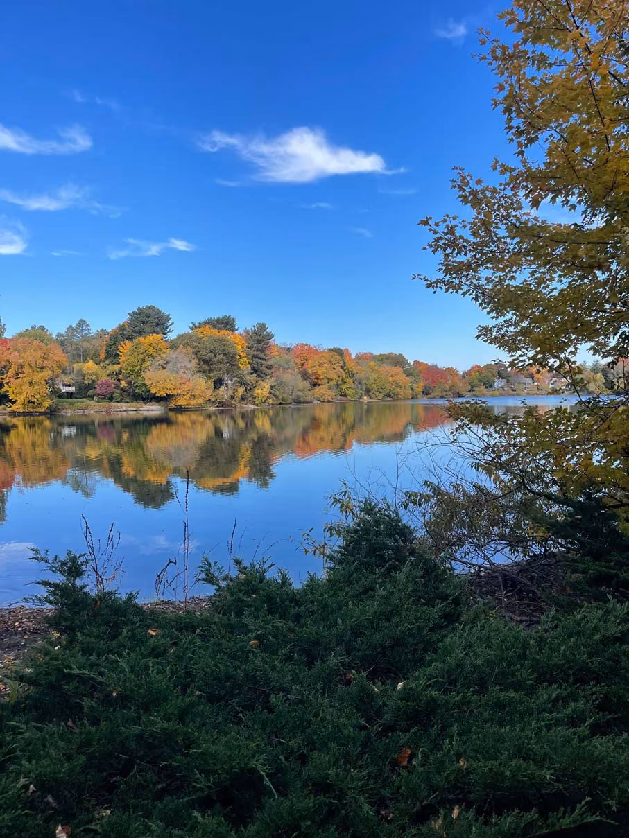 Calm river reflecting trees with autumn foliage of yellow, orange, and red under a bright blue sky with a few clouds, framed by green bushes and a tree on the right side.