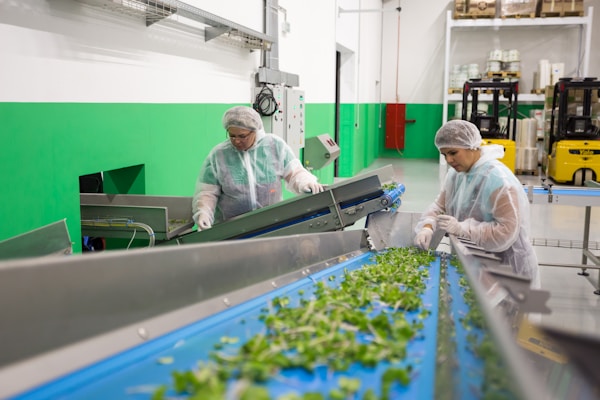 Agronomists examine cut greens grown on a city farm