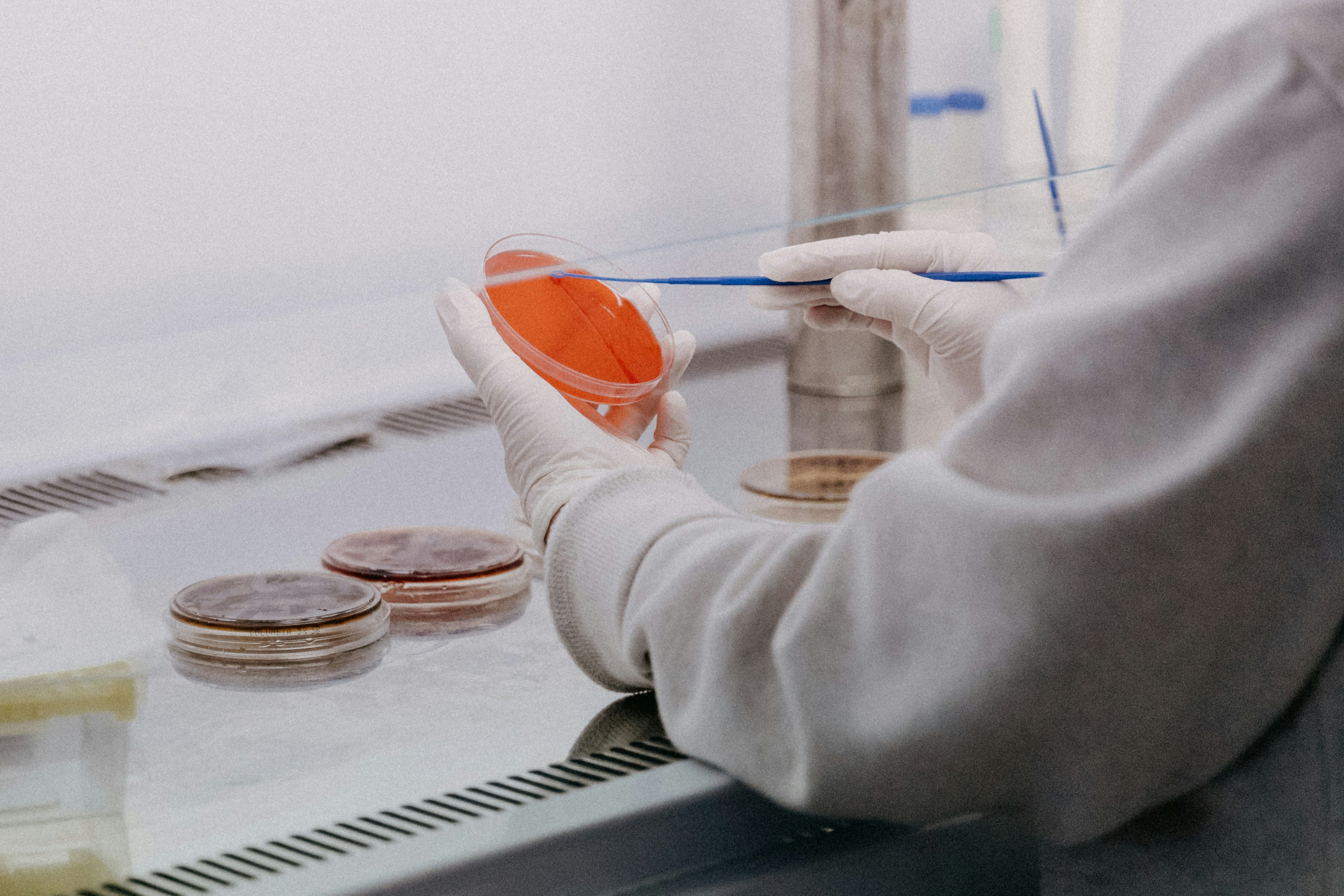 Technicienne de laboratoire manipulant une boîte de Petri en industrie cosmétique