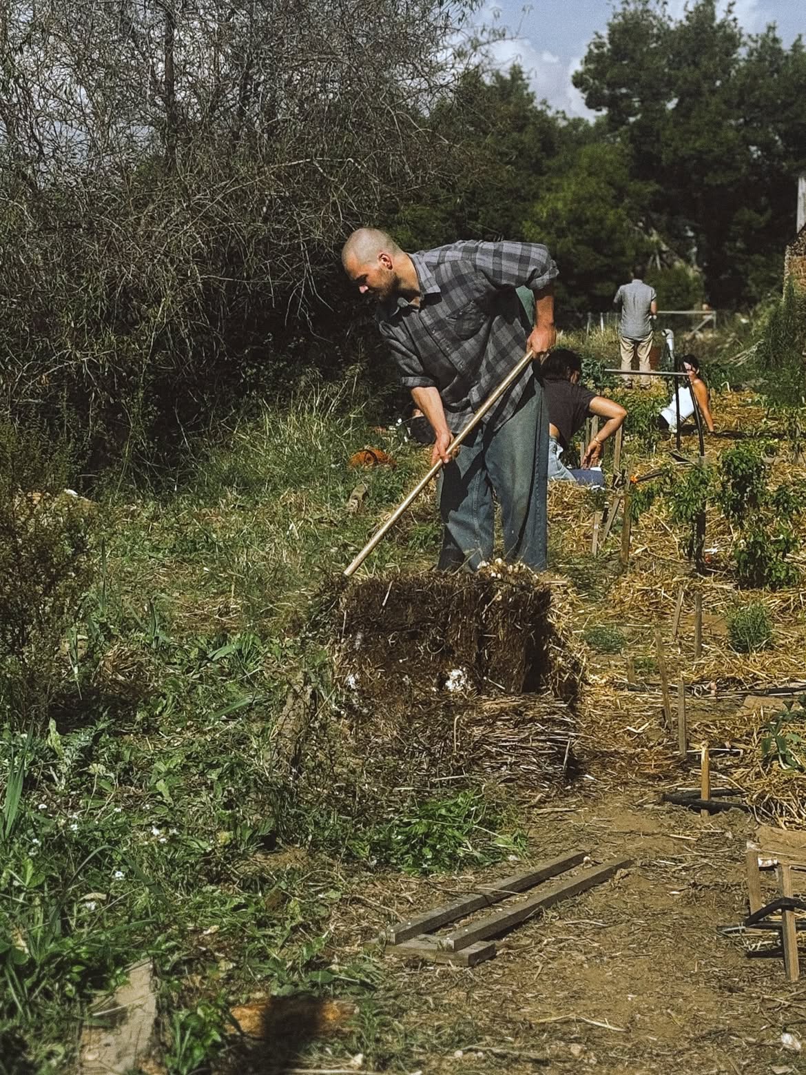 Horchera — Benifallet Food Forest