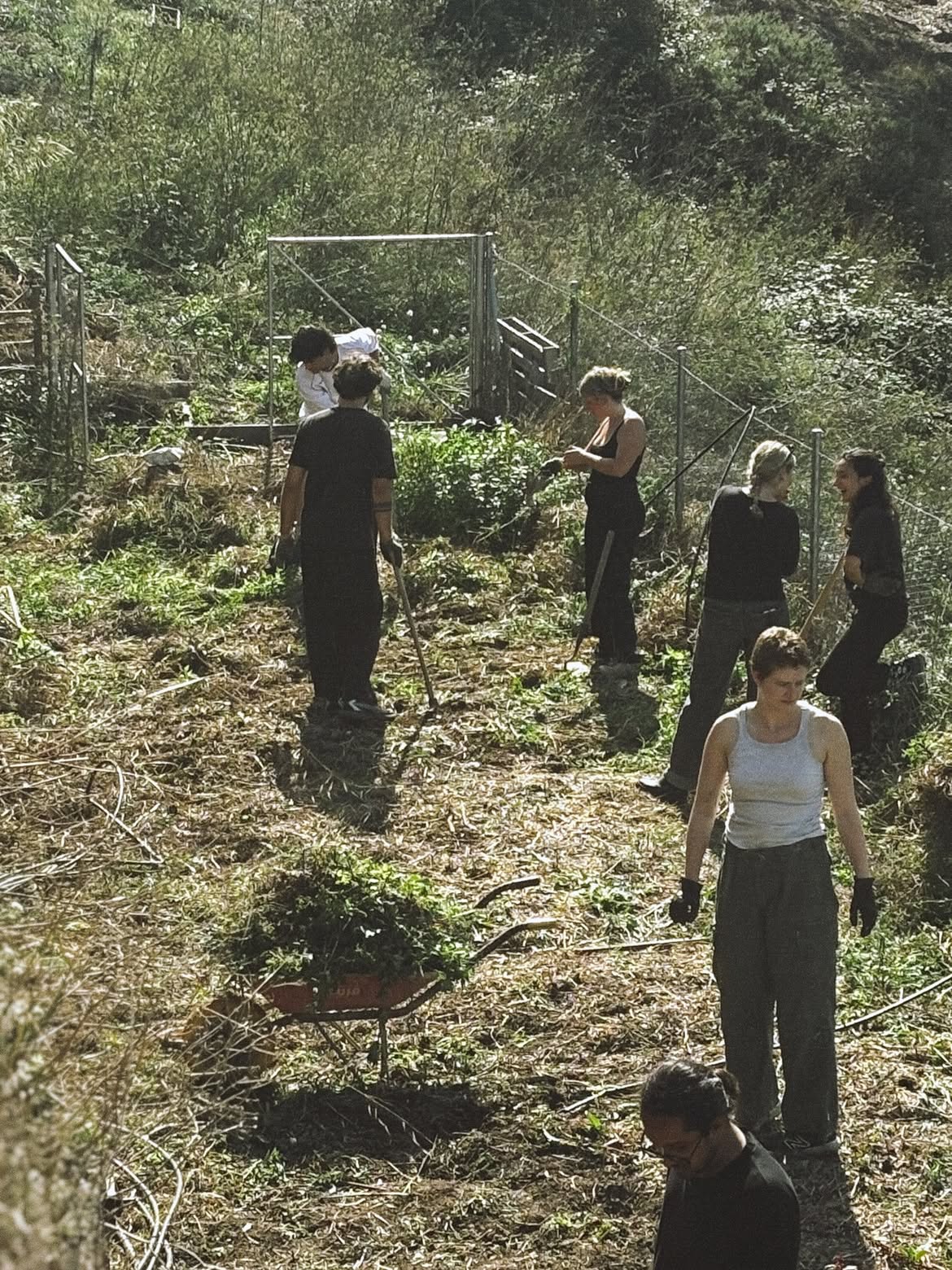 Horchera — Benifallet Food Forest