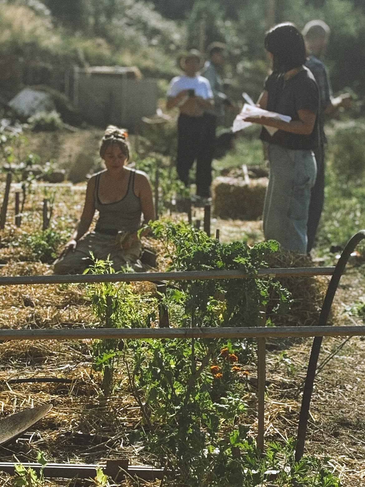 Horchera — Benifallet Food Forest