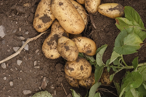 Kartoffeln in der Erde