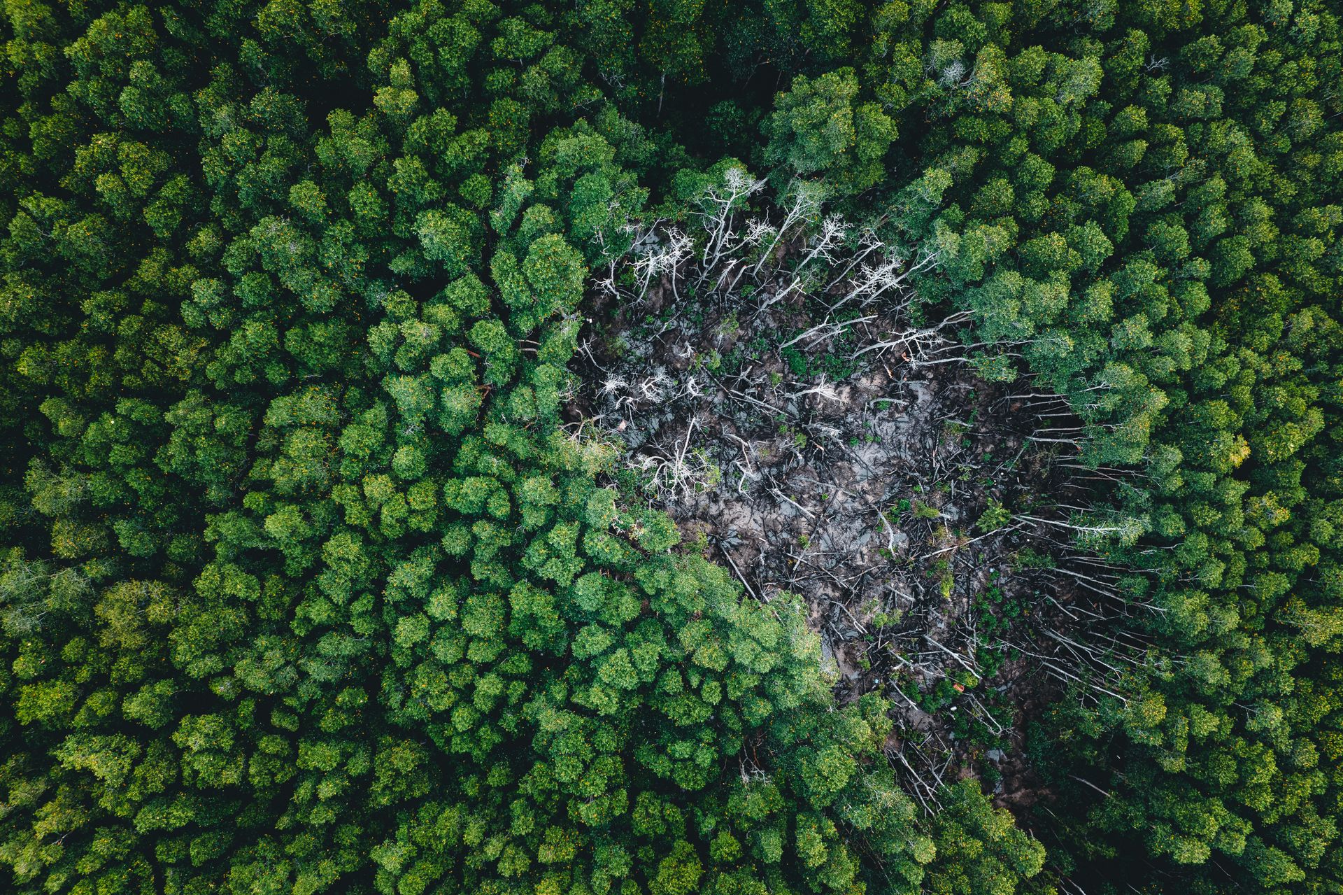 STF forma maioria para derrubar mais um decreto ambiental de Bolsonaro