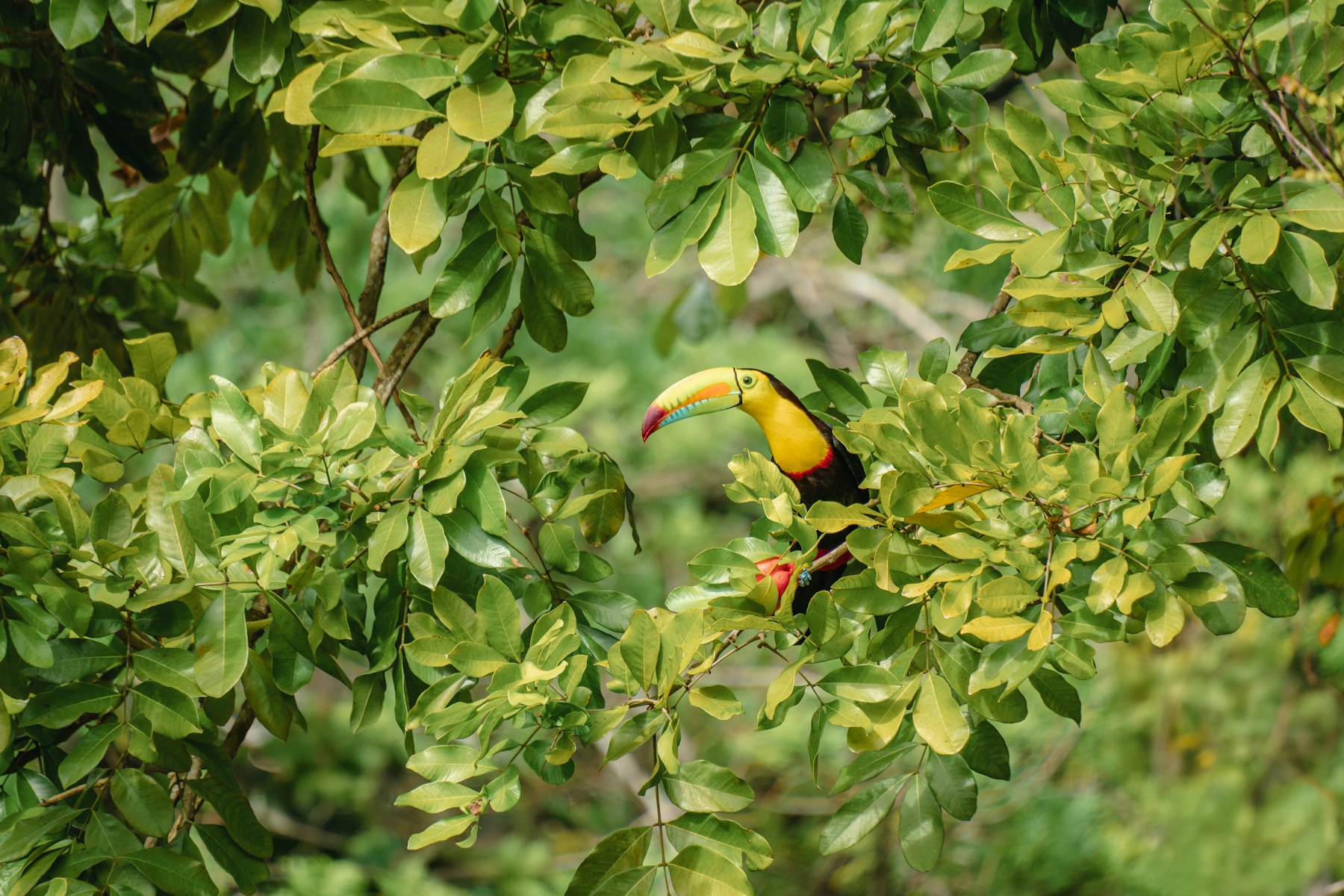 Een keelbektoekan tussen het groene bladerdak in Cahuita, Costa Rica
