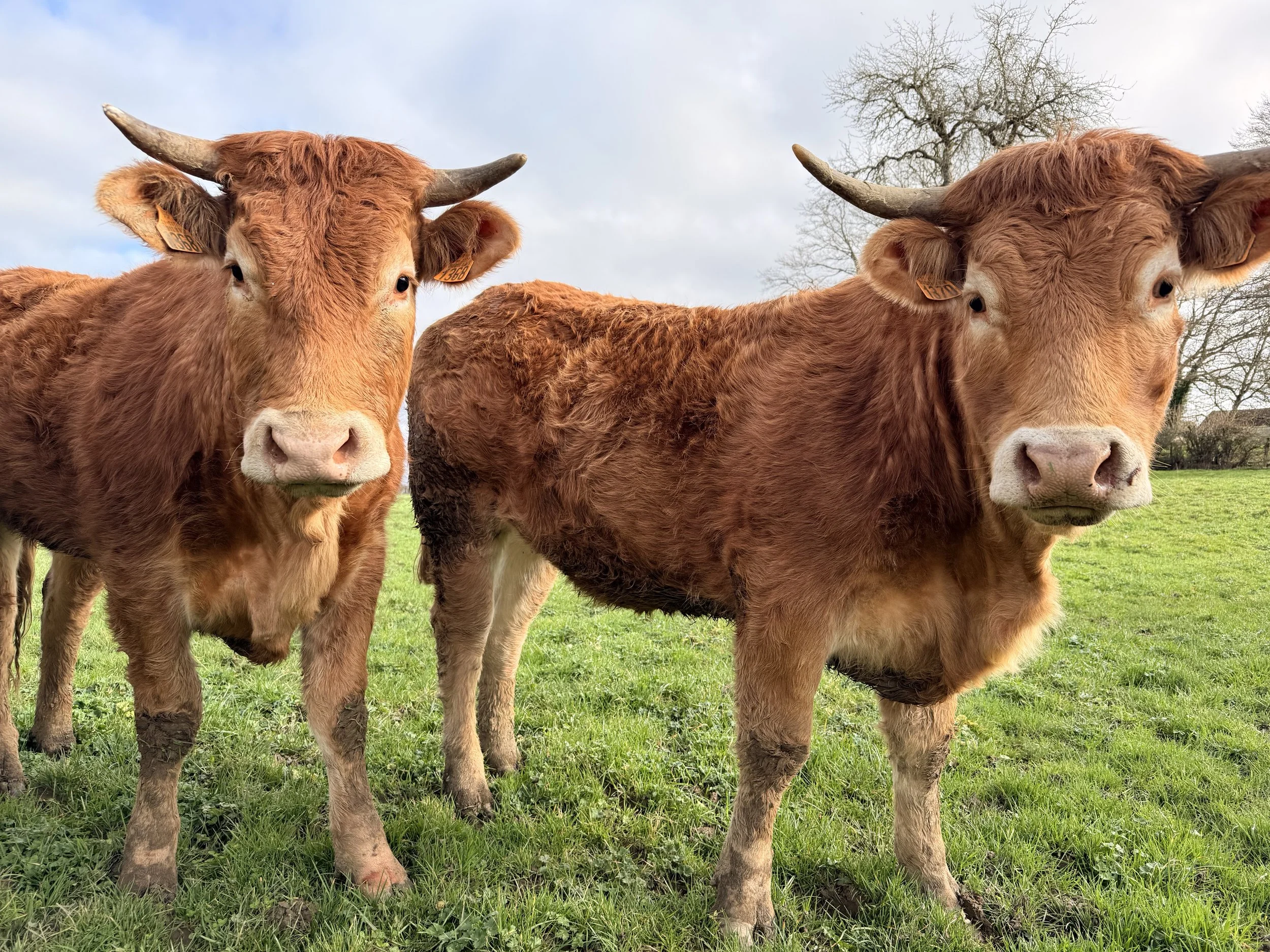   Even the local cows were getting to know us!   