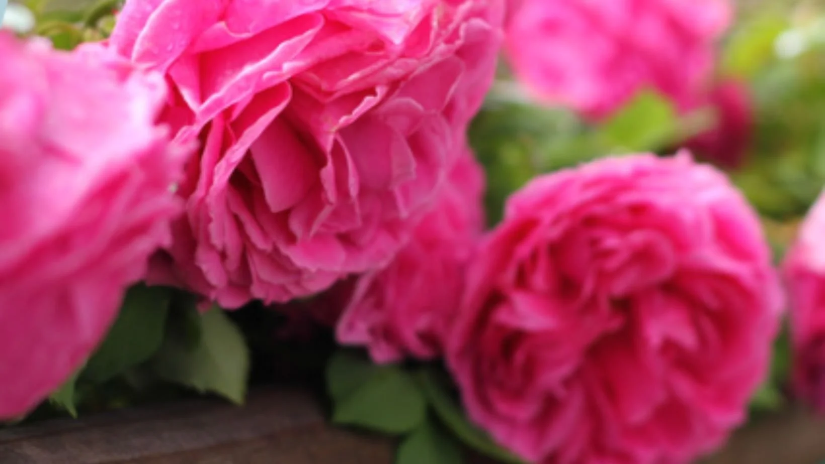  In France, the production of Bourbon Rose oil accounts for around 3% of the country's total rose oil production. 