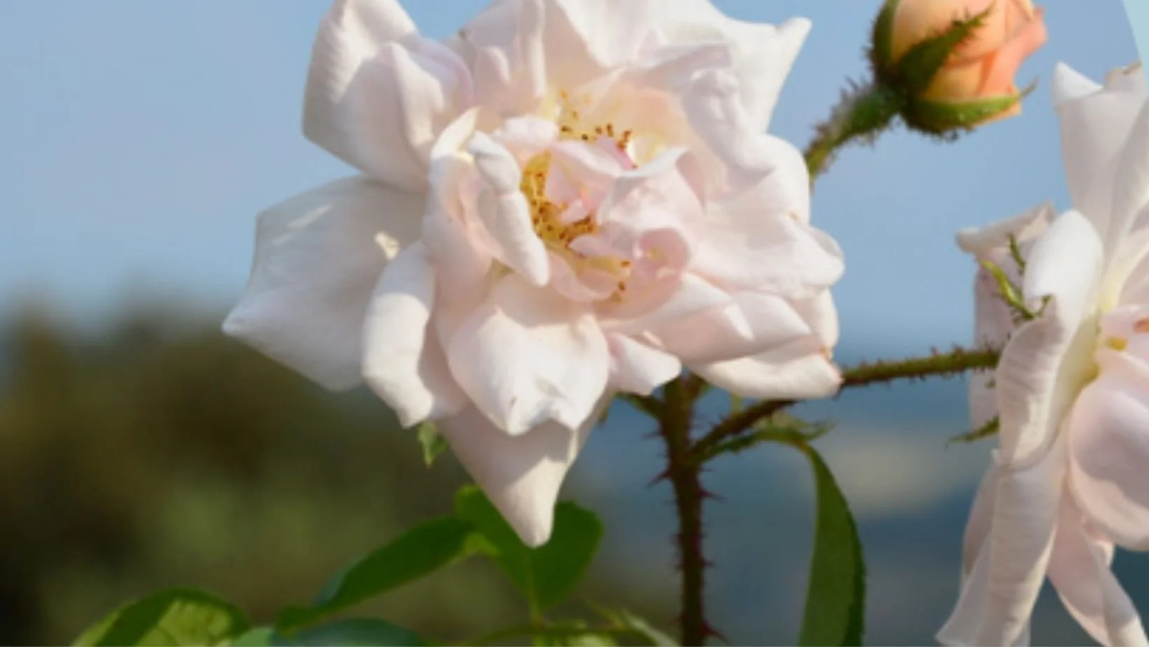  In France, the production of Provence Rose oil accounts for around 35% of the country's total rose oil production. 