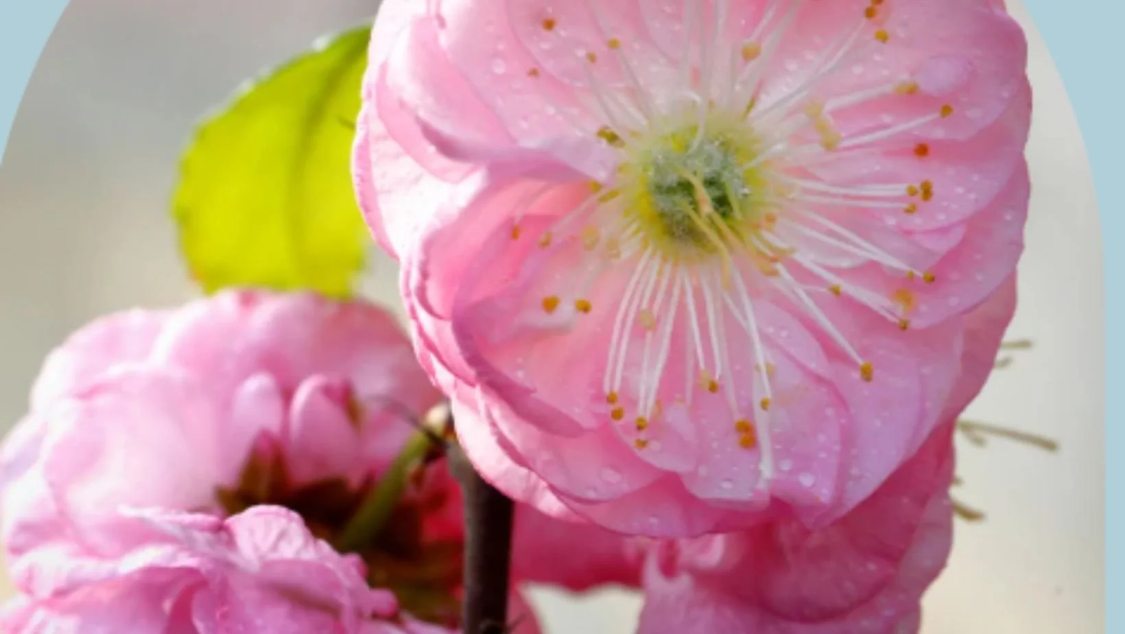  In France, the production of Damask Rose oil accounts for around 10% of the country's total rose oil production. 