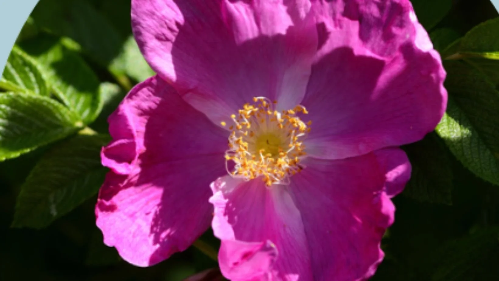  In France, Rugosa Roses account for approximately 5% of the country's total rose production. 