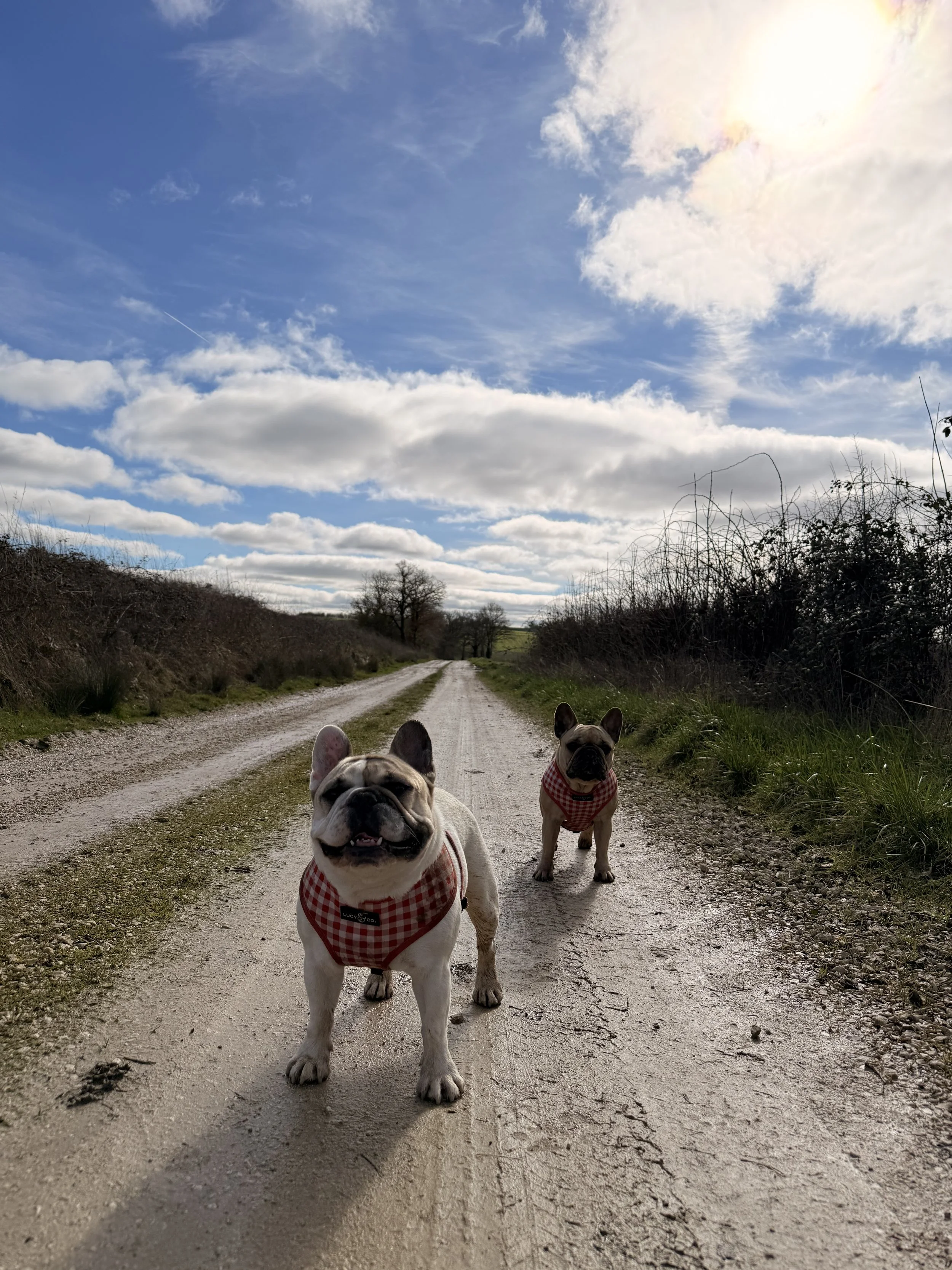   We discovered a fantastic walking route, about 10k steps, that was safe (muddy!) and almost entirely off-leash… something the girls hadn’t had for months now.   