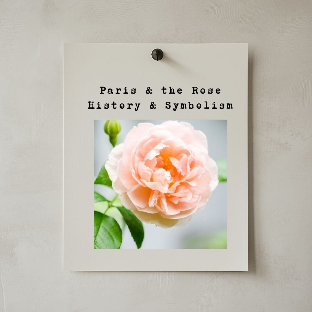 Paris & the Rose: History & Symbolism