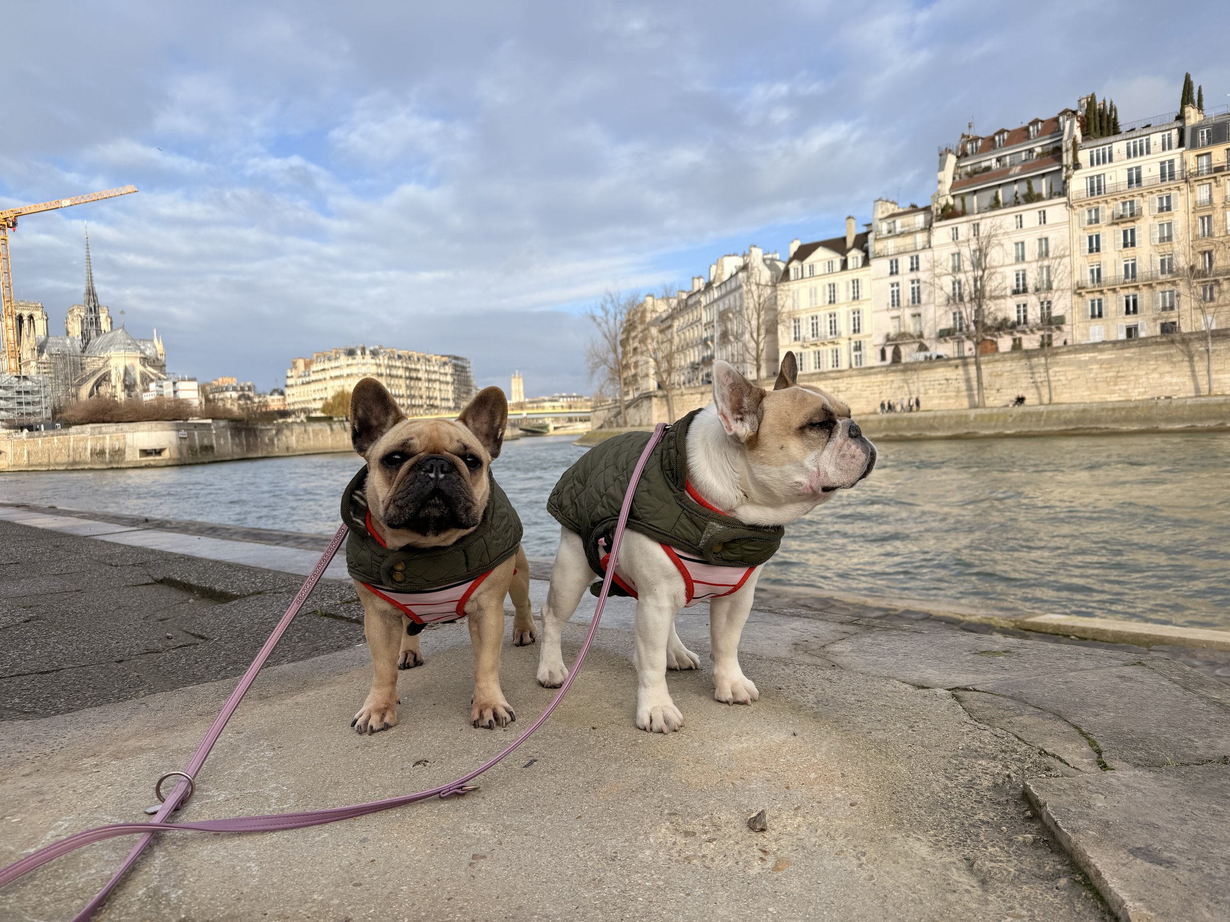   The girls, Rose (left) and Pearl (right) with Ile Saint Louis and Notre Dame in the background.  