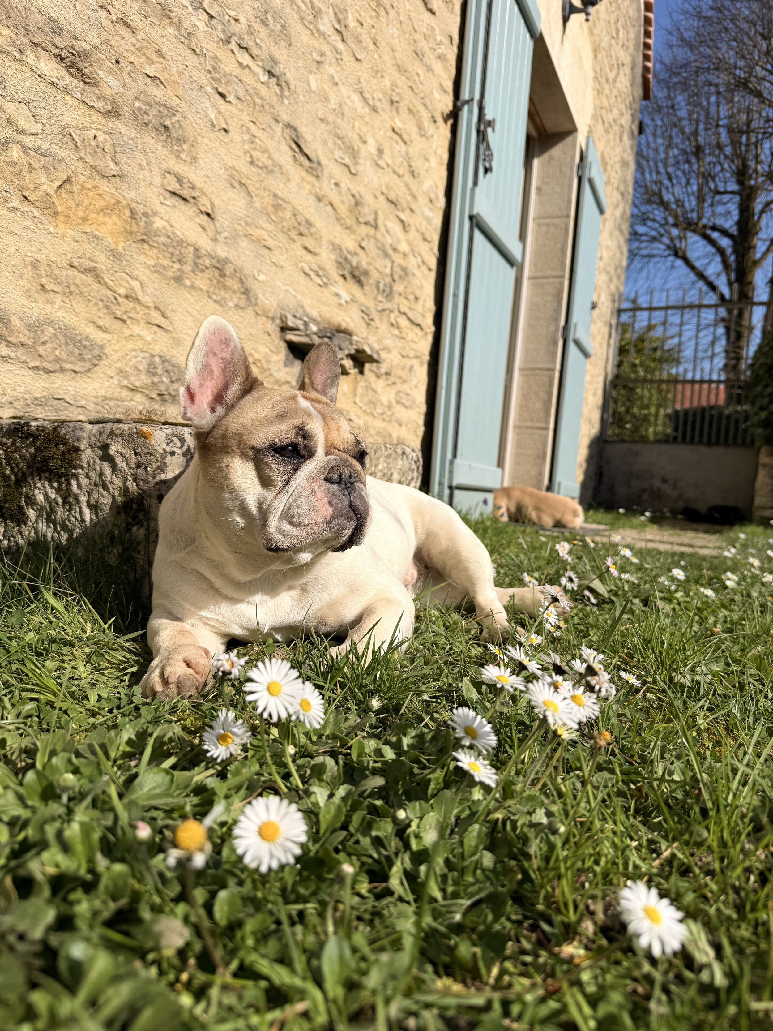   Pearl relaxing in the garden at the house. The Spring flowers were just starting to bloom while we were there!   