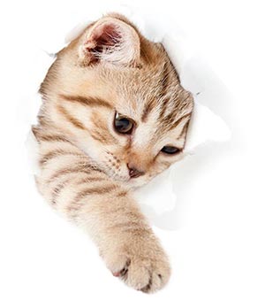 Pet patient at Veterinary Specialists Incorporated in Homestead