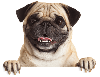 Pet patient at Veterinary Specialists Incorporated in Homestead