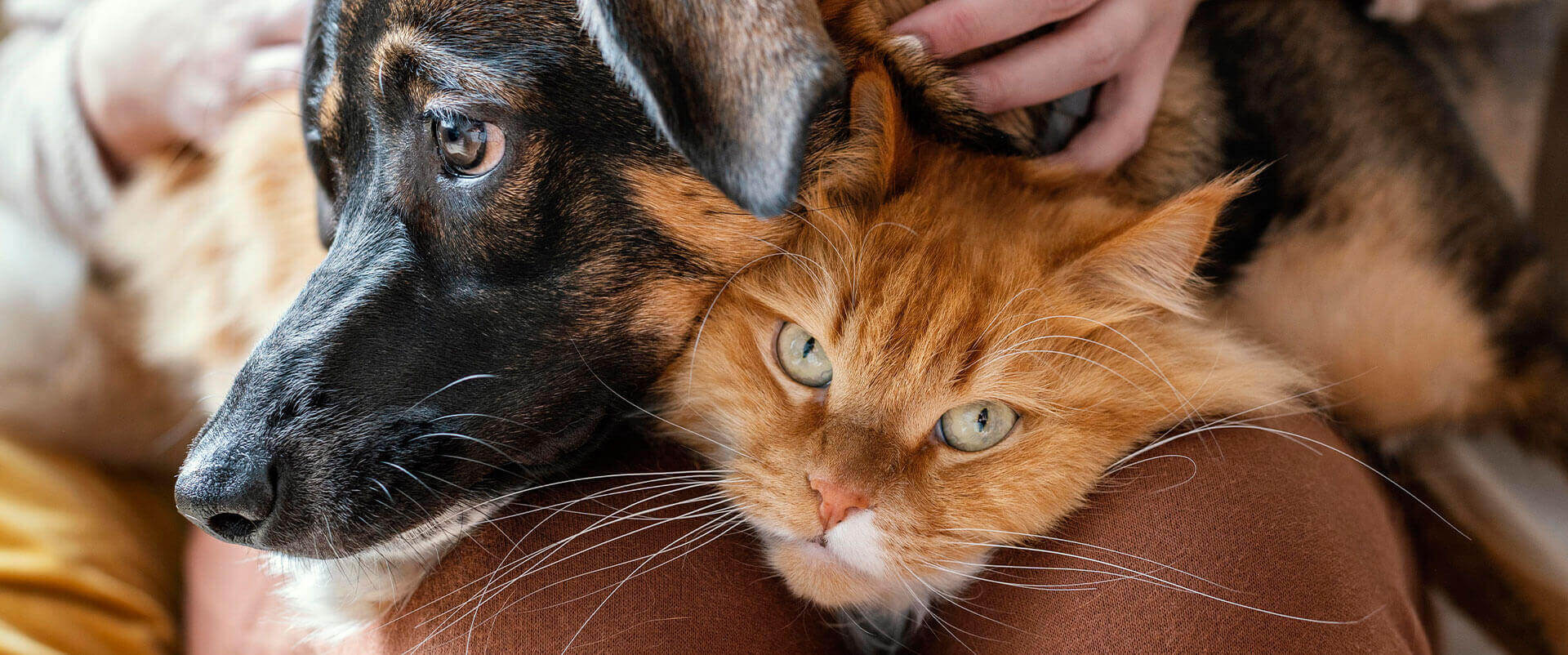 Pet patients at Veterinary Specialists Incorporated in Homestead